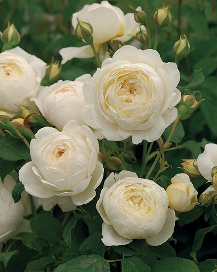 Ningbo Habest Rumah Co, Ltd