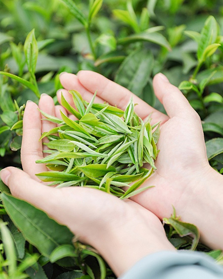 Ningbo Habest Rumah Co, Ltd